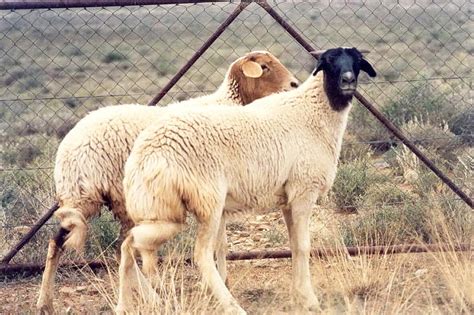 Indigenous Sheep Breeds in South Africa