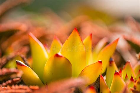 Desert Garden with Succulents Stock Photo - Image of blue, botanic ...