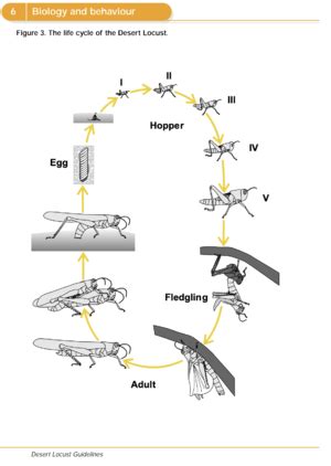 Desert locust (Schistocerca gregaria) - HopperWiki