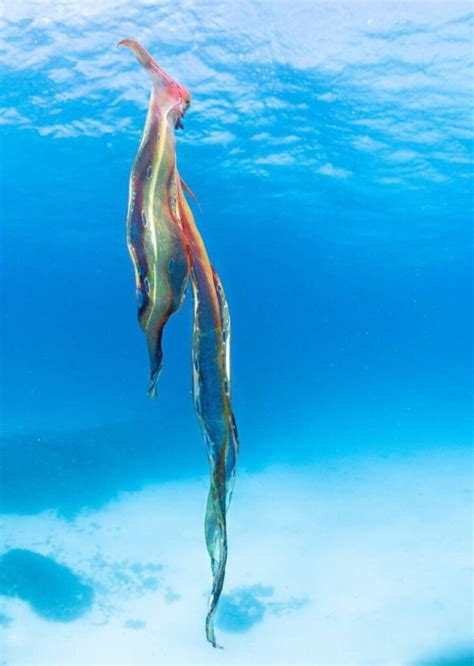 9 Breathtaking Blanket Octopus Facts - Fact Animal