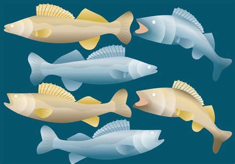 Walleye Fish Vectors 111121 Vector Art at Vecteezy