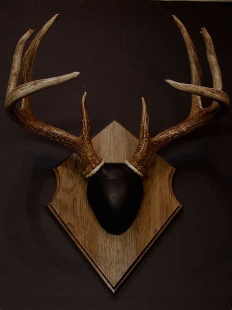 Antler Mount Kit- Outfitter Deer | Antler mount, Deer antler decor, Deer mount decor