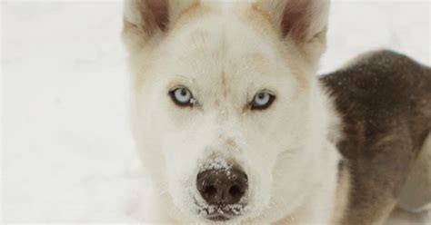 Balto - Siberian Husky