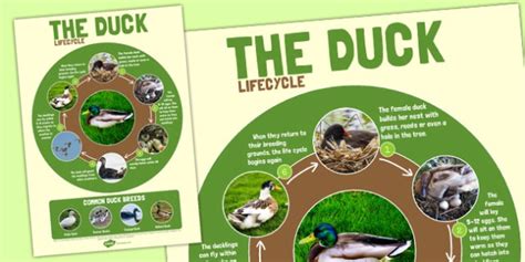 Duck Life Cycle Large Poster (Teacher-Made)