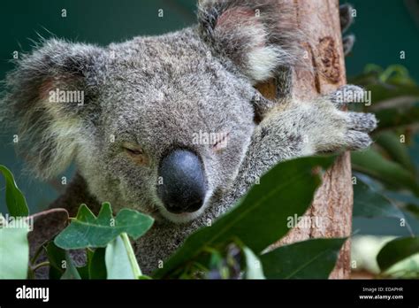 Eucalyptus tree queensland australia hi-res stock photography and images - Alamy