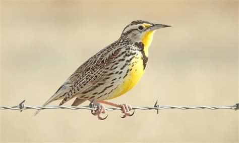 What is the State Bird of Nebraska? – Nature Blog Network