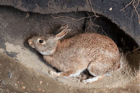 Rabbit Burrow - Where Do Rabbits Live?