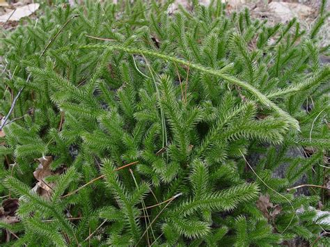 Lycopodium clavatum (common clubmoss, running clubmoss): Go Botany