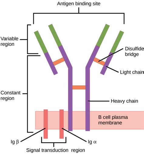 Inmunidad Adaptativa Humoral | Concise Medical Knowledge