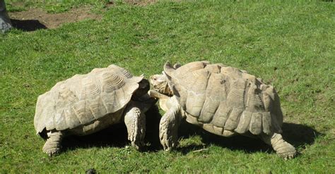 African Spurred Tortoise - ZooChat