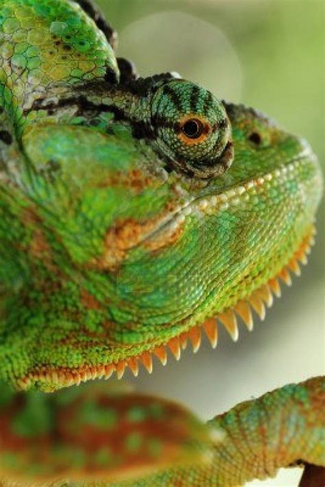 Chameleon on the leaf Chamaeleo calyptratus | Animal design, Chameleon ...