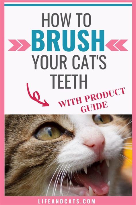 How to Brush Your Cat's Teeth [and what to do if you can't in 2020 | Cat health, Cat health ...