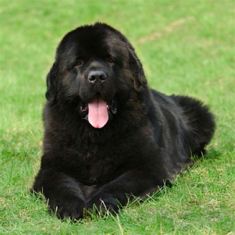 Newfoundland grooming, bathing and care | Espree