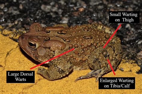 Understanding Toad Identification - HERPING VIRGINIA