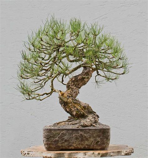 Walter Pall Bonsai Adventures: Ponderosa pine #2