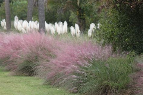 Ornamental Grass For Shade Gardens : Choosing Shade Loving Ornamental Grass