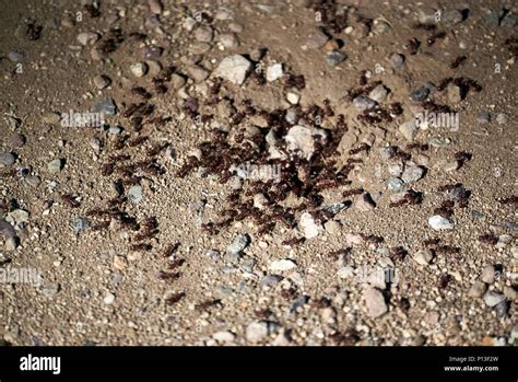 a swarm of ants Stock Photo - Alamy