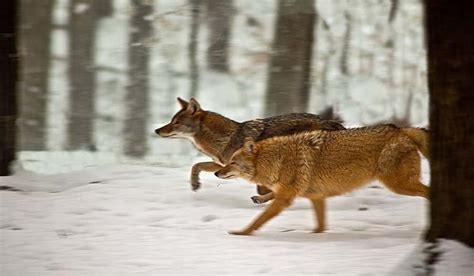 Ohio Village Battles Growing Coyote Population | OutdoorHub