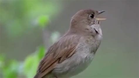 Singing nightingale. The best bird song ever. - YouTube