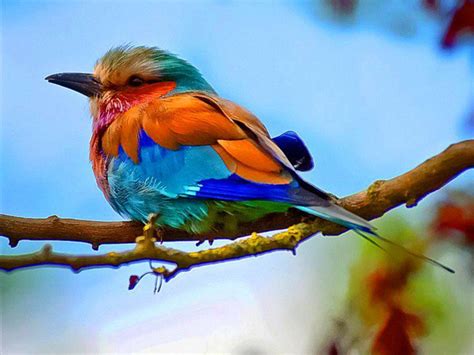 Colourful Bird - Birds Photo (40741713) - Fanpop