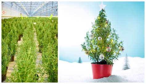 Waitrose is selling edible rosemary Christmas trees again