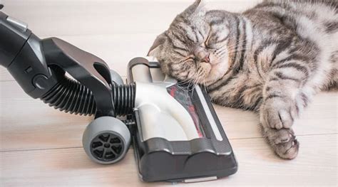 Quietest Upright Vacuum Cleaner: [Tested by Cleaning Experts]