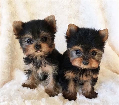 Teacup Yorkshire Terrier Females Additional Pictures! - iHeartTeacups