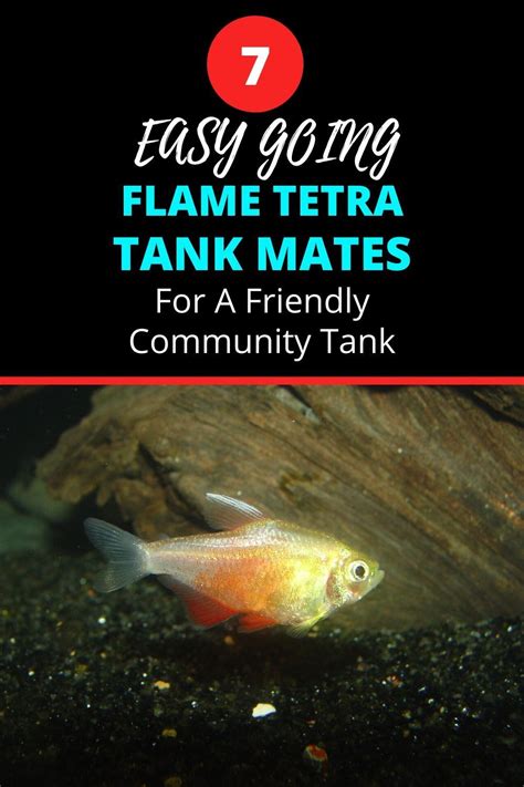 Flame Tetra Tank Mates – An Easy Going Bunch | Tetra tank, Fish tank for kids, Community tanks