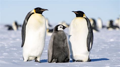 What Are the Predators of Penguins? | Reference.com