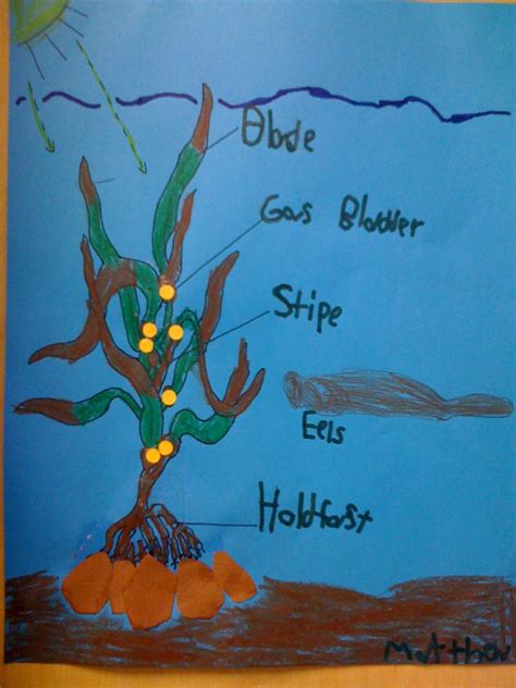 Bishop's Blackboard: An Elementary Education Blog: Kelp Forests