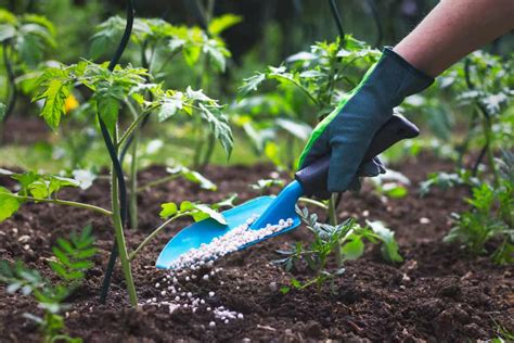 How To Fertilize Tomato Plants For Your Best Harvest Ever - Tomato Bible