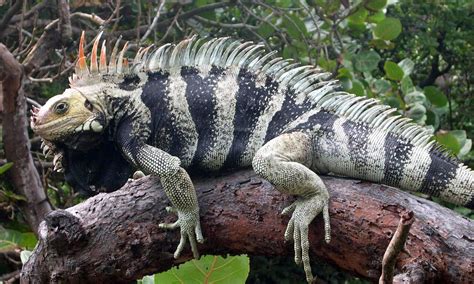 New iguana species found hiding in plain sight