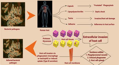 Stages of Microbial pathogenesis The bacterial components (factors ...