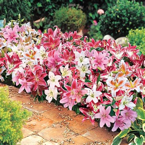 Dwarf Oriental Lily Mix | K. van Bourgondien