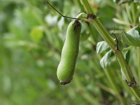 Vicia faba (Bell Bean, Broad Bean, English Bean, Fava Bean, Field Bean ...