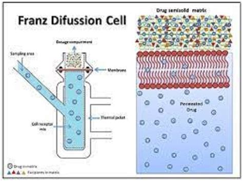 FRANZ DIFFUSION CELL at ₹ 1600 | Hosing Board Colony | Ambala | ID ...