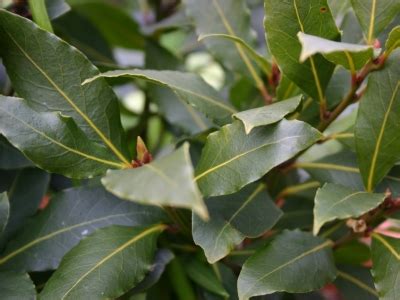 Bay Leaf - Nutrition, Health Benefits, Uses, Substitute, Pictures