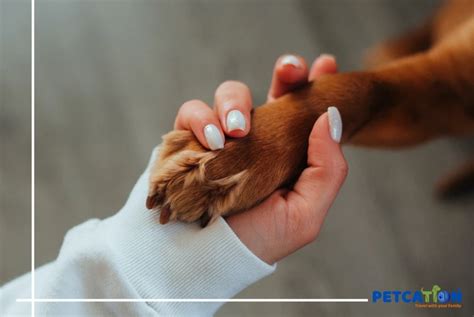 Dog Skin Care: An Essential Guide - petcationonline.com