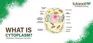 What is Cytoplasm? - Definition, Structure, Function