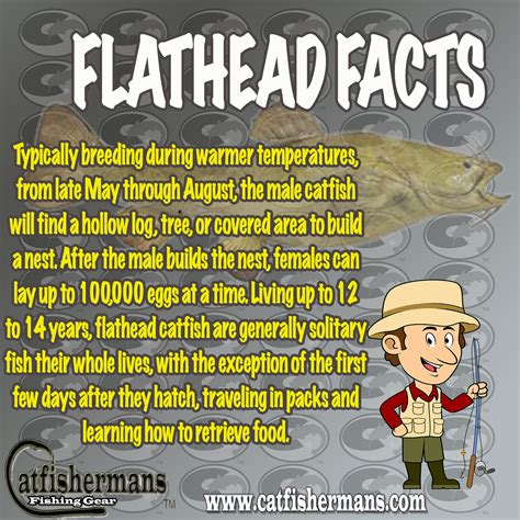 Catfishing Facts and Tips Flathead Facts Catfishing Tackle | Catfish, Fishing tackle store, How ...