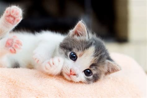 Newborn Kittens: When Do Kittens Open Their Eyes? | Marina del Rey Vets