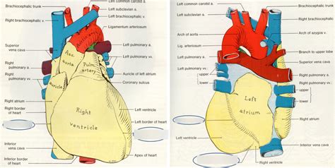 Coronary sulcus/Interventricular sulci Diagram | Quizlet