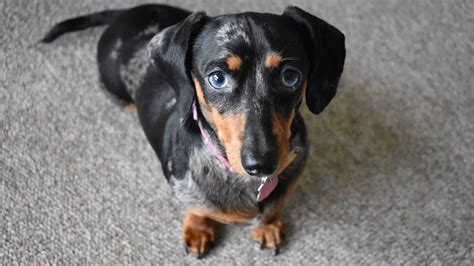 Discover The 3 Types of Dachshund Dogs - A-Z Animals