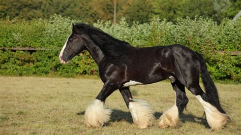 The Shire Horse Breed: Facts, History, And Characteristics