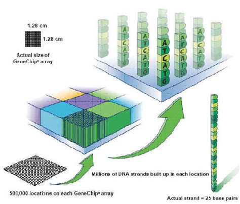 Microarray Affymetrix Chips • Genstat Knowledge Base