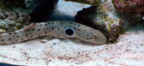 Epaulette Shark – "OCEAN TREASURES" Memorial Library