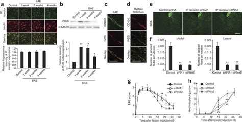 Prostacyclin and IP receptor promote neuronal rewiring in response to ...