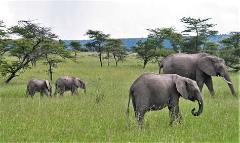 Elephants in Amboseli Photograph by Larry Kniskern - Fine Art America