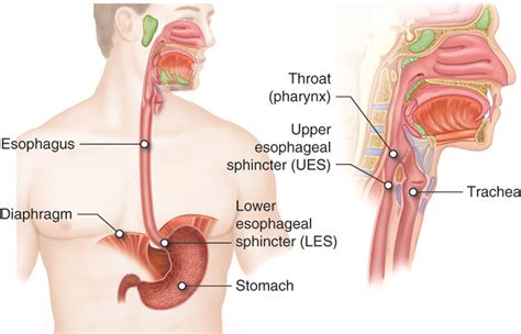 What is the Difference Between Upper and Lower Esophageal Sphincter - Pediaa.Com