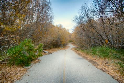 Abandoned Road In Woods Free Stock Photo - Public Domain Pictures